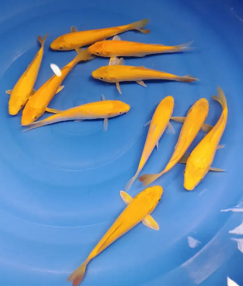 Paket Koi Karasi 10 ekor