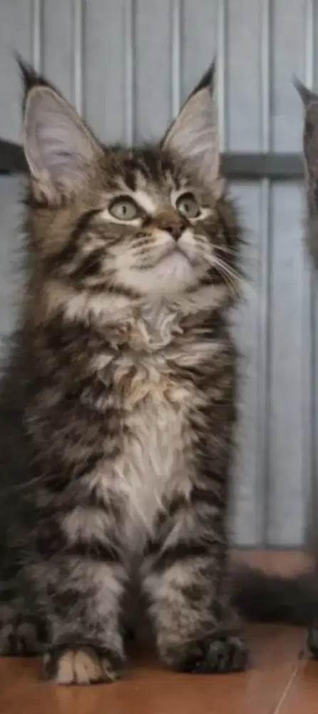Mainecoon brown tabby female