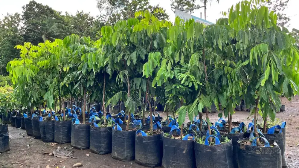 Bibit lengkeng new kristal | kateki