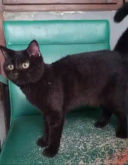 Kucing Hitam Jantan