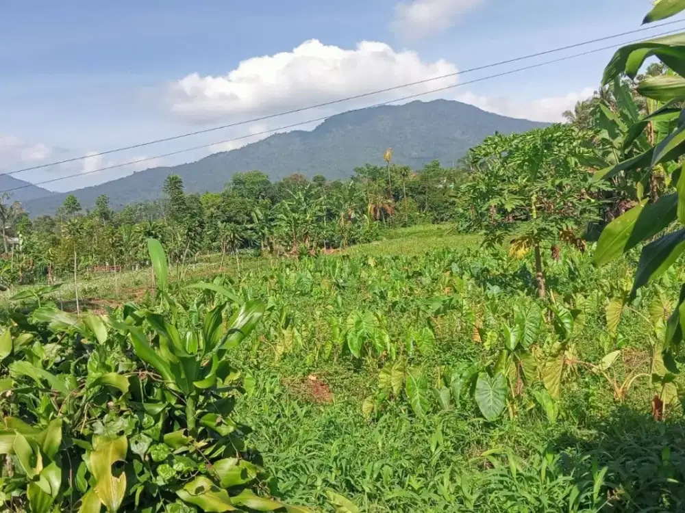 Tanah Murah Cuman 290Jt Total Semuanya di Ciambar Sukabumi