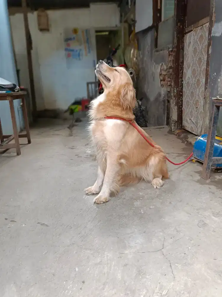 Golden betina no STB