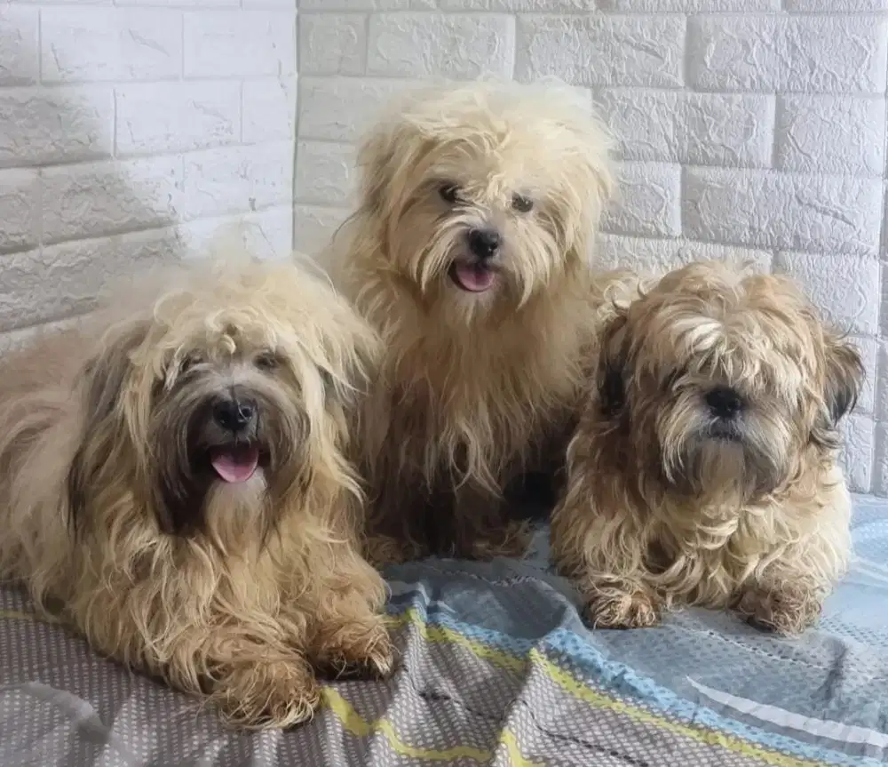 shih tzu anjing rumahan
