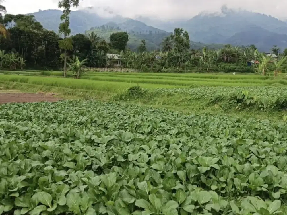 Tanah Murah View 2 Gunung Salak dan Gede Pangrango, Cidahu Sukabumi