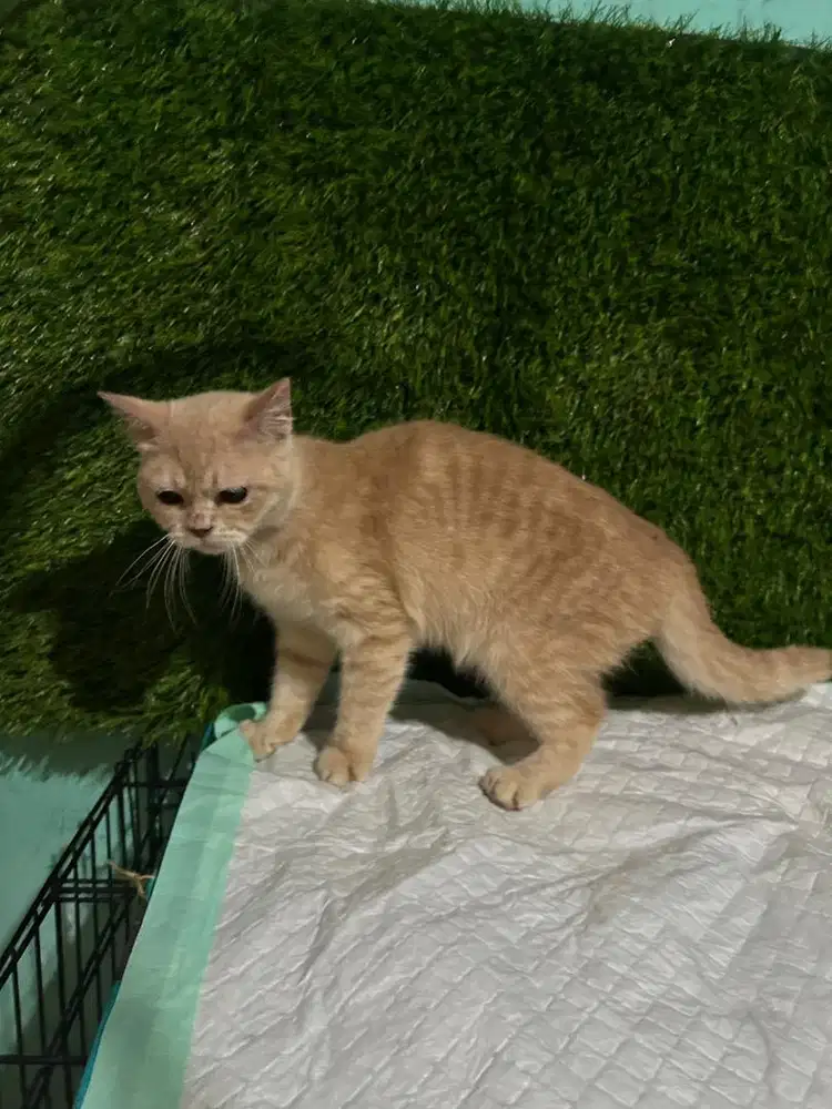 Kitten british short hair betina