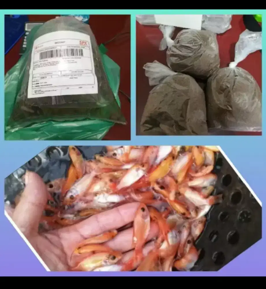 Bibit nila berkualitas + pakan 250 gr