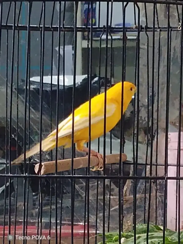 Kenari stabilo gacor