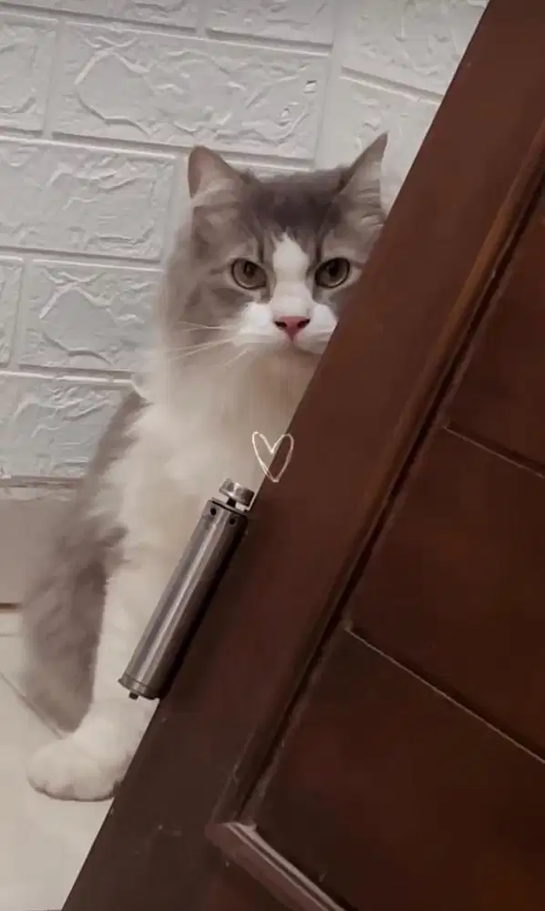 Kucing Ragdoll Adult