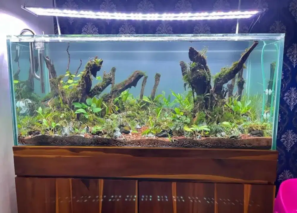 Dijual Aquascape uk 120*50*50 lengkap dg isi nya