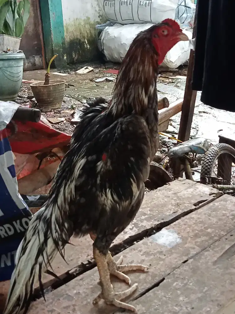 Ayam jago bangkok muda