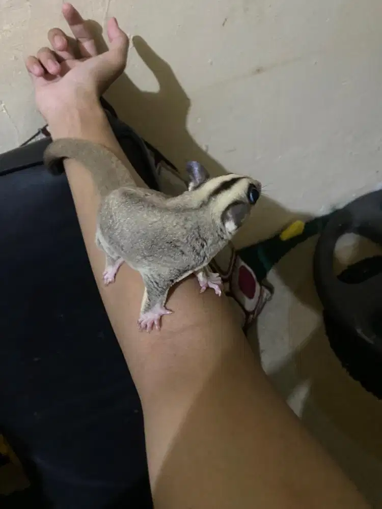 sugar glider platinum