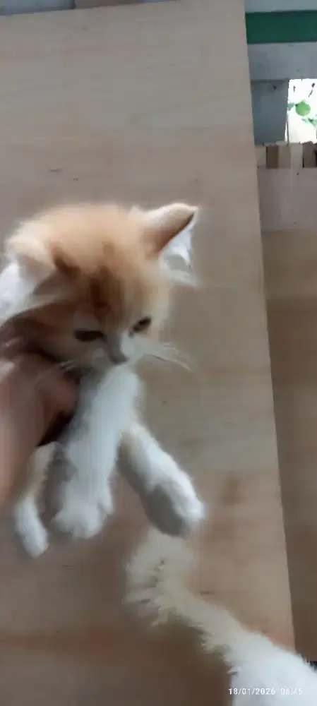 Anak kucing lucu Dan lincah