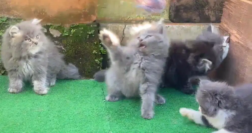 Kucing kitten persia jantan dan betina