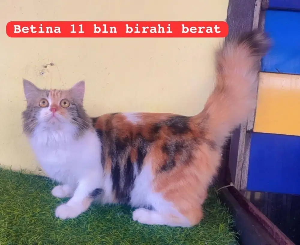 Kucing ras persia 11 bln lg birahi