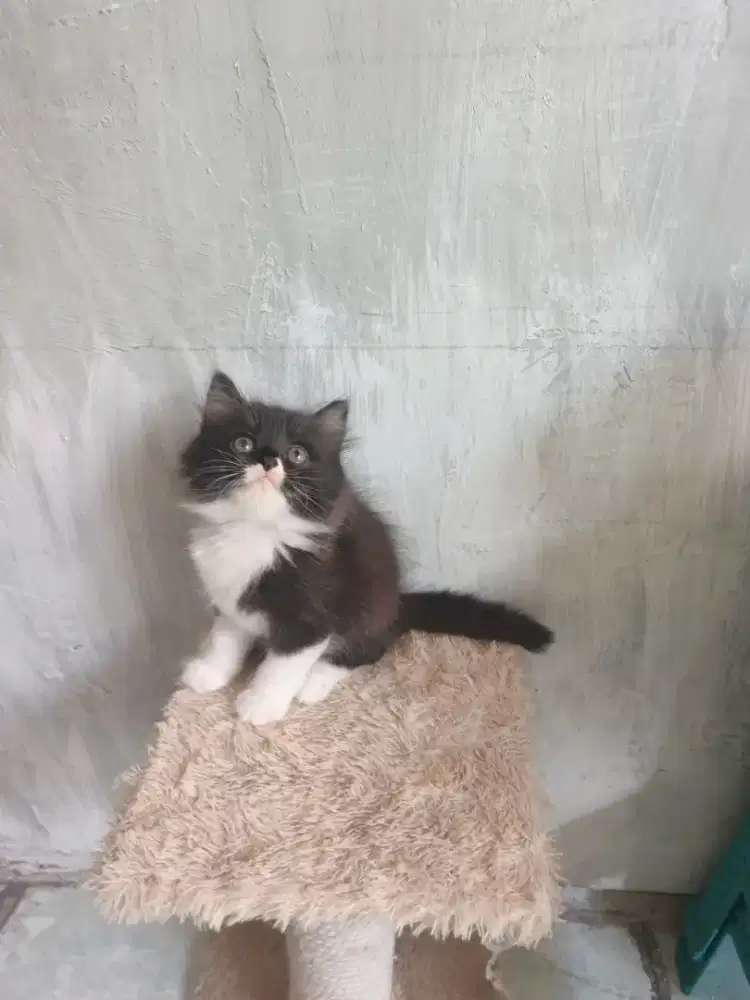 Kitten flatnose 2,5 bulan