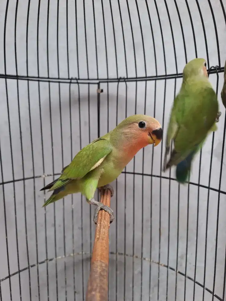 Lovebird Paud Nonklep (NK) Green & Olive