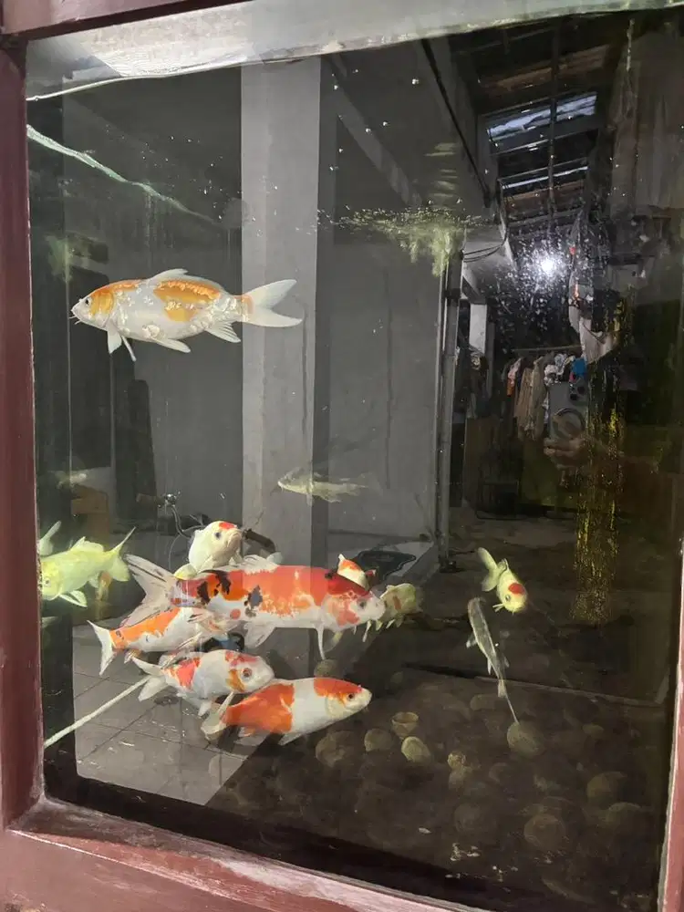 Ikan koi murah saru kolam