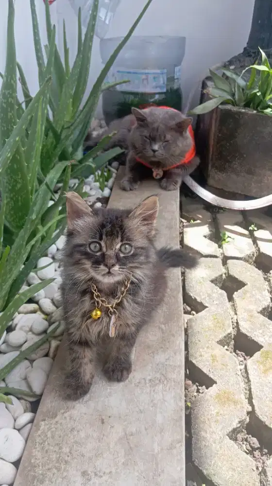 Adopsi kitten 2 bln betina warna black tubi ganti pakan saja