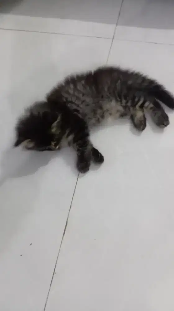 Adopsi kitten 3 bln betina warna black tubi ganti pakan saja