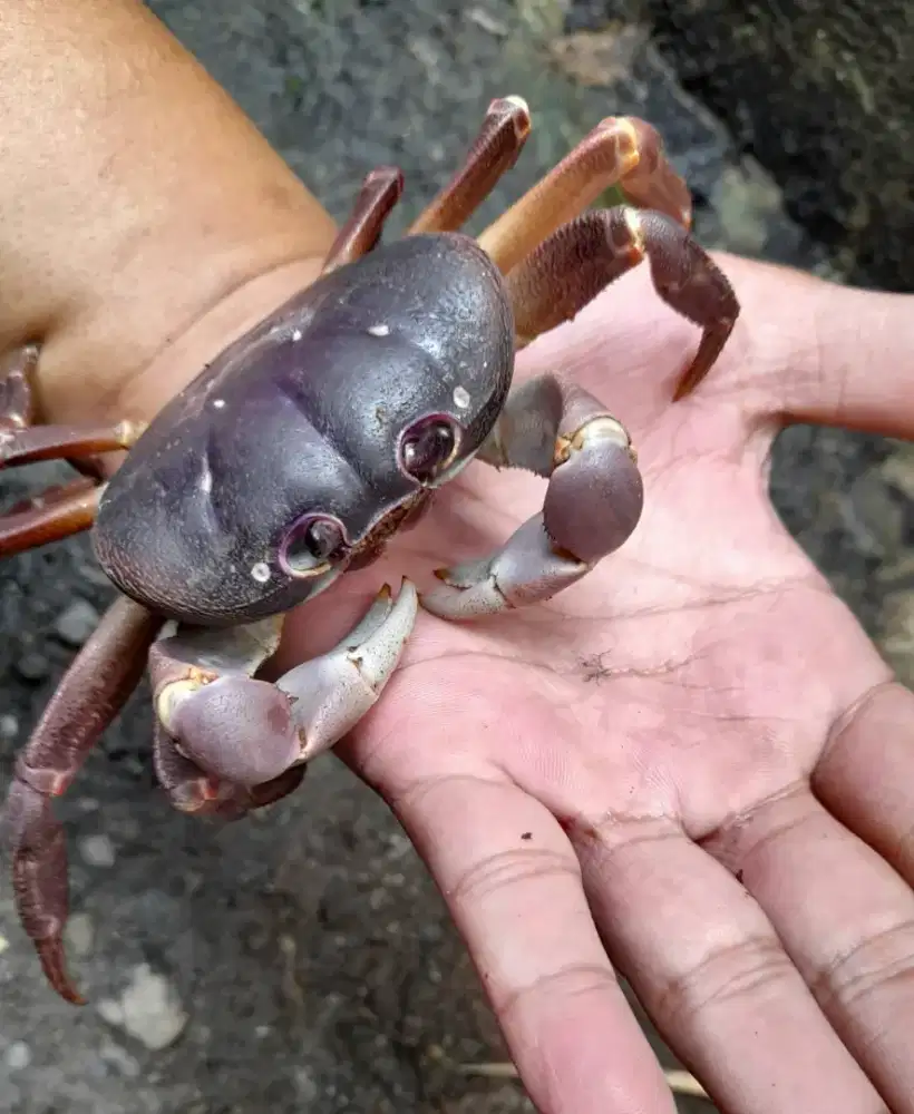 Kepiting Darat Jumbo