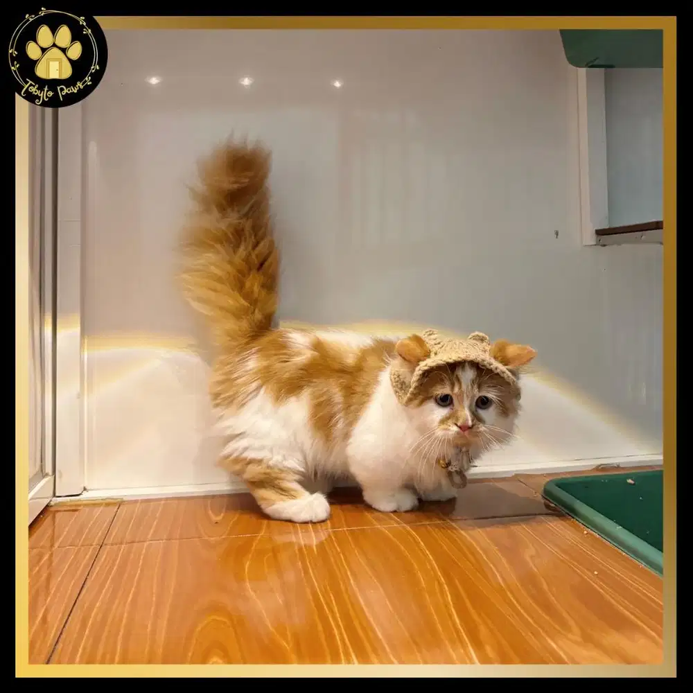 KUCING KITTEN MUNCHKIN MINUET LONGHAIR CEBOL JANTAN