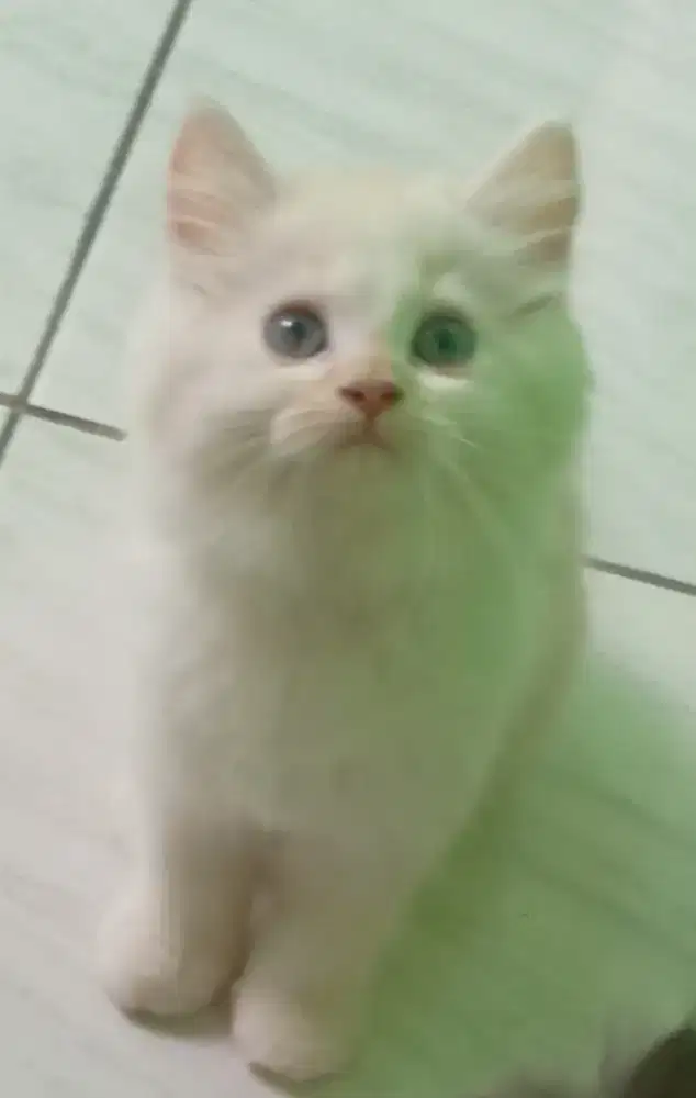 Dijual Cepat Anak Kucing Persia Bulu Kapas Per Ekor