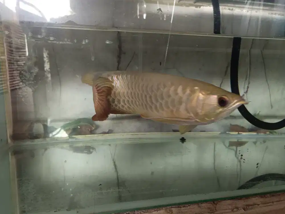 Ikan hias arwana golden red