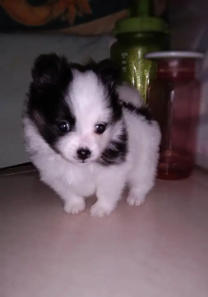 Anak Anjing Minipom Betina