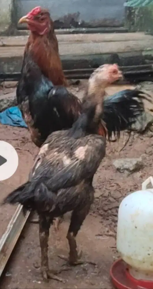 Jual Ayam Bangkok borongan