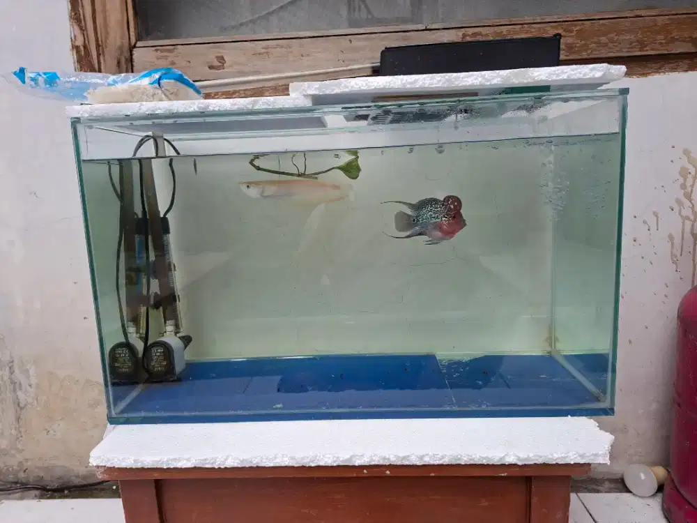 Dijual fullshet ikan arwana albino dan louhan terbaik