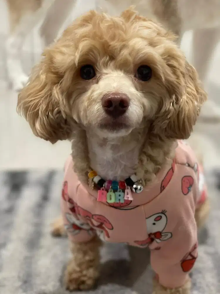 Adopt poodle mix maltese 3 tahun