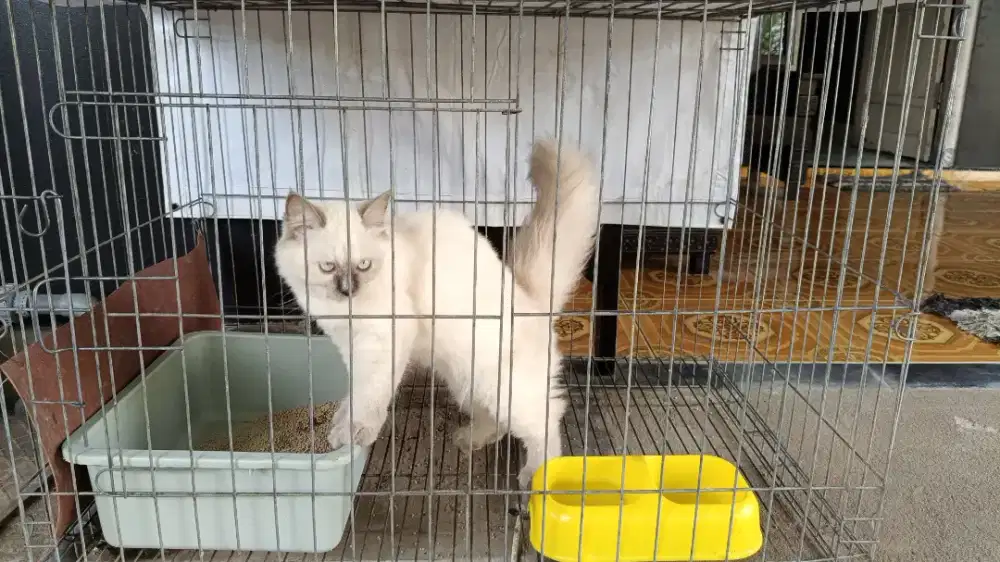 Kucing Himalaya mata merah