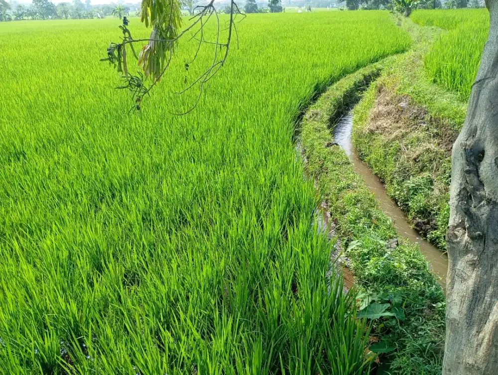 SAWAH PRODUKTIF