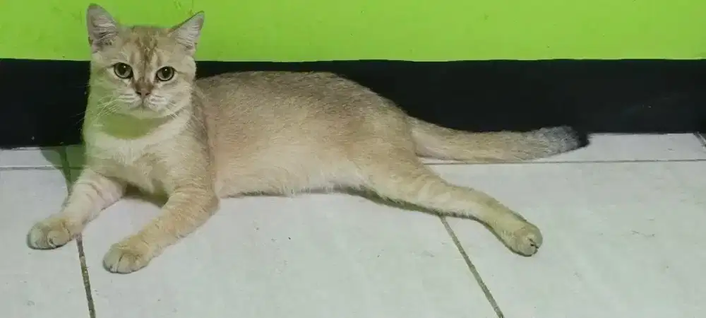 Pacak BSH Golden Ny12