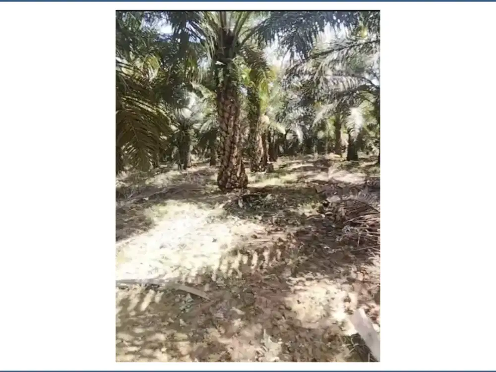 DIJUAL TANAH KEBUN SAWIT DI PENAJAM PASER UTARA – GW