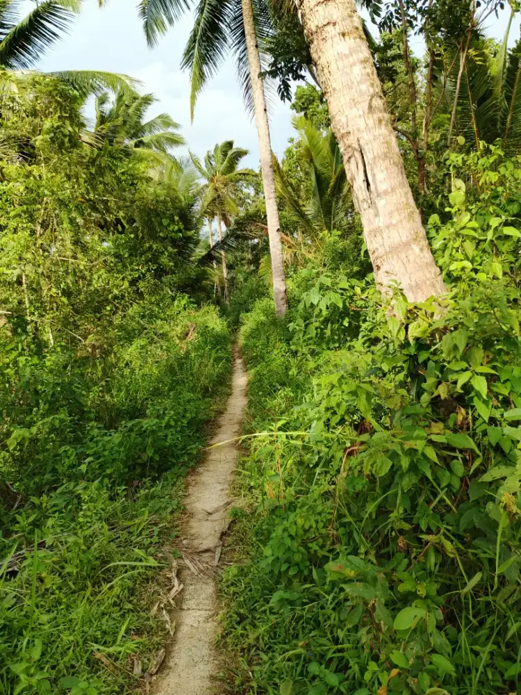 Di Jual tanah kebun di desa Kujang Karangnunggal kab Tasikmalaya