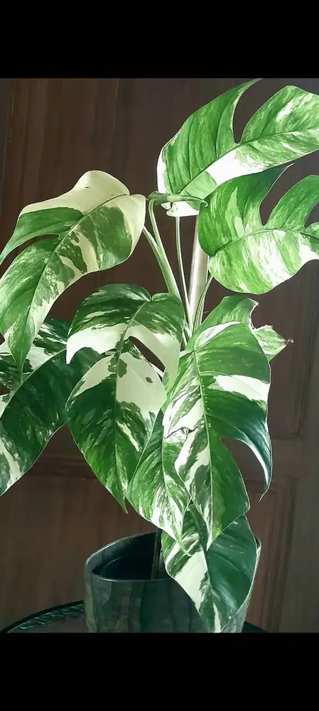 Epipremnum (Variegata)