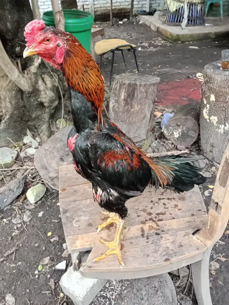 Ayam Bangkok 2D (ganoy x pakhoy)RJF