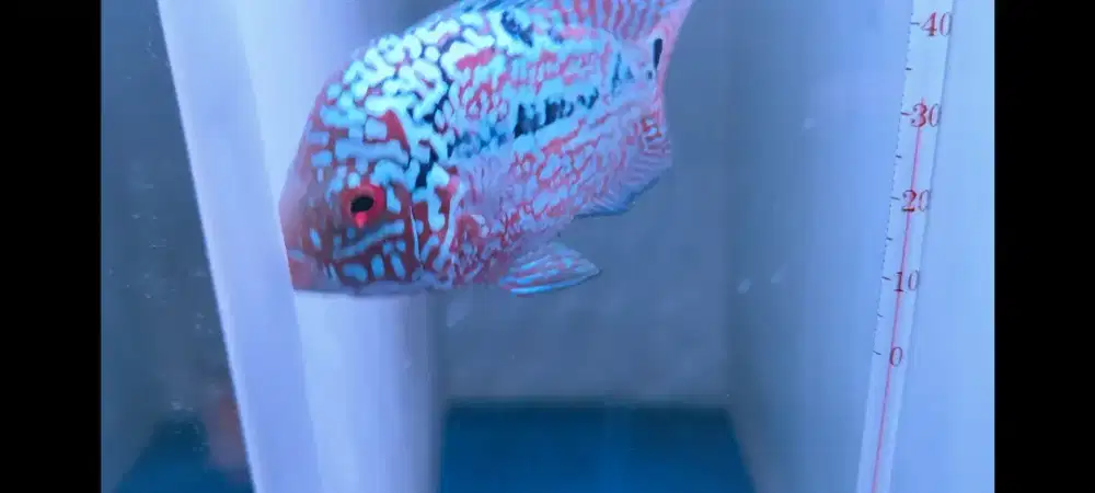 Louhan Kamfa Betina Ori Thailand