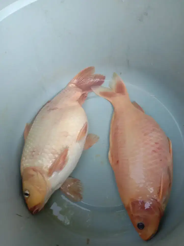 IKAN MAS/ TOMBRO/ KALPER KUNING HIAS