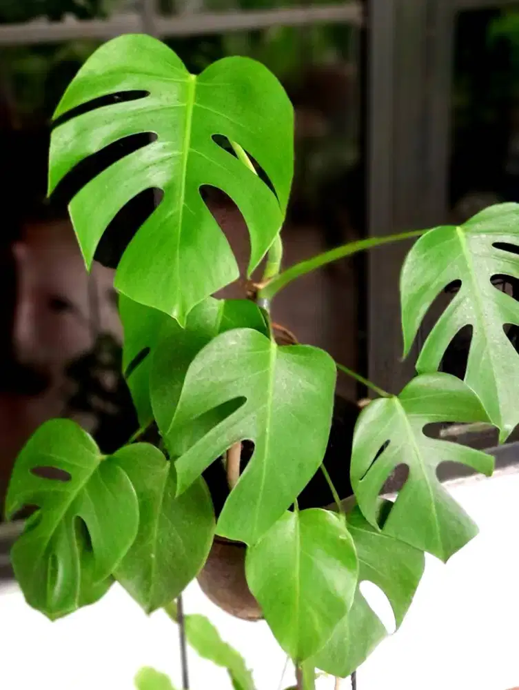Monstera (Swiss Cheese Plant)