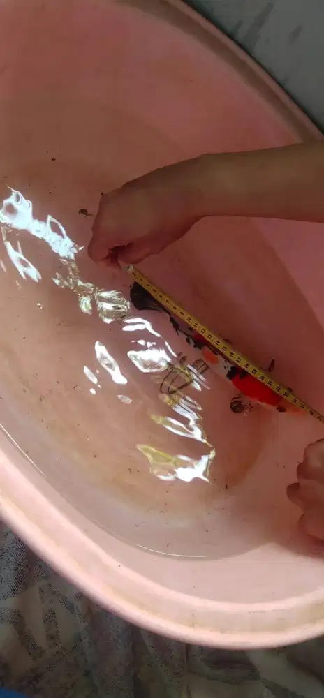 Jual ikan koi borongan