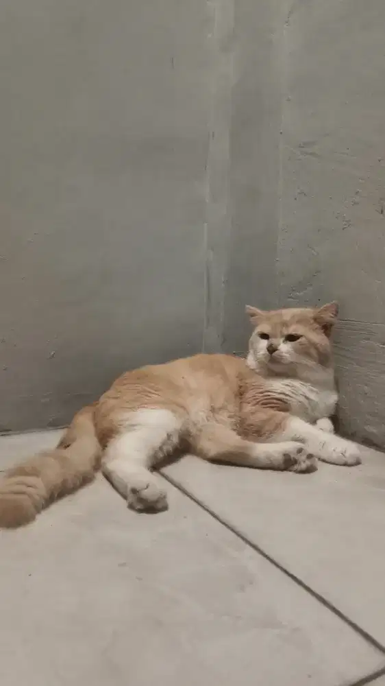 Lepas Adopt Secepatnya