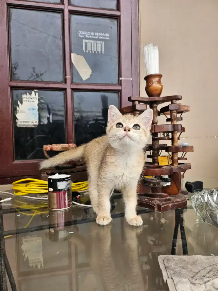 Scottish Straight all parents Ped Golden Female