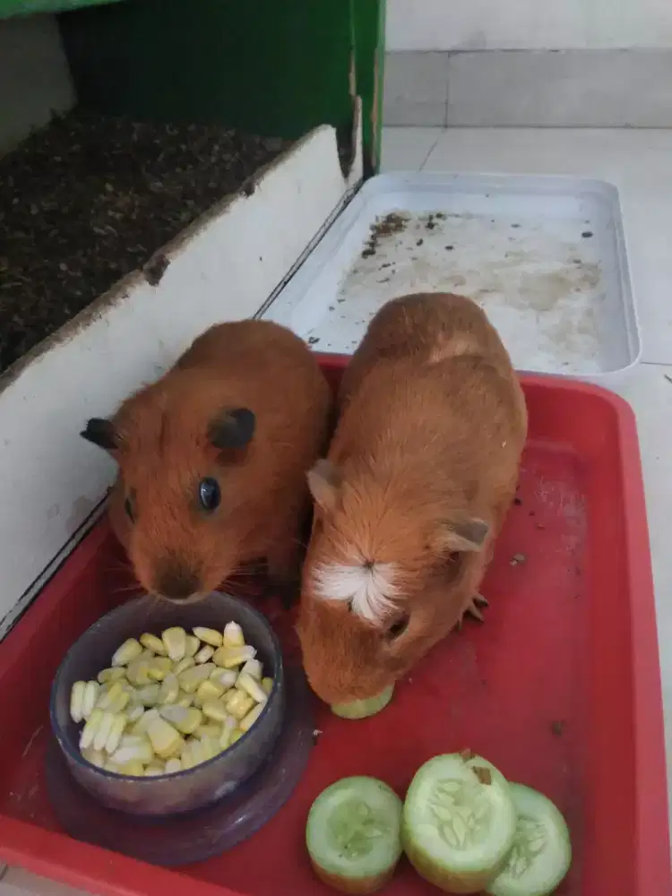 Dijual sepasang marmut American crested Guinea pig
