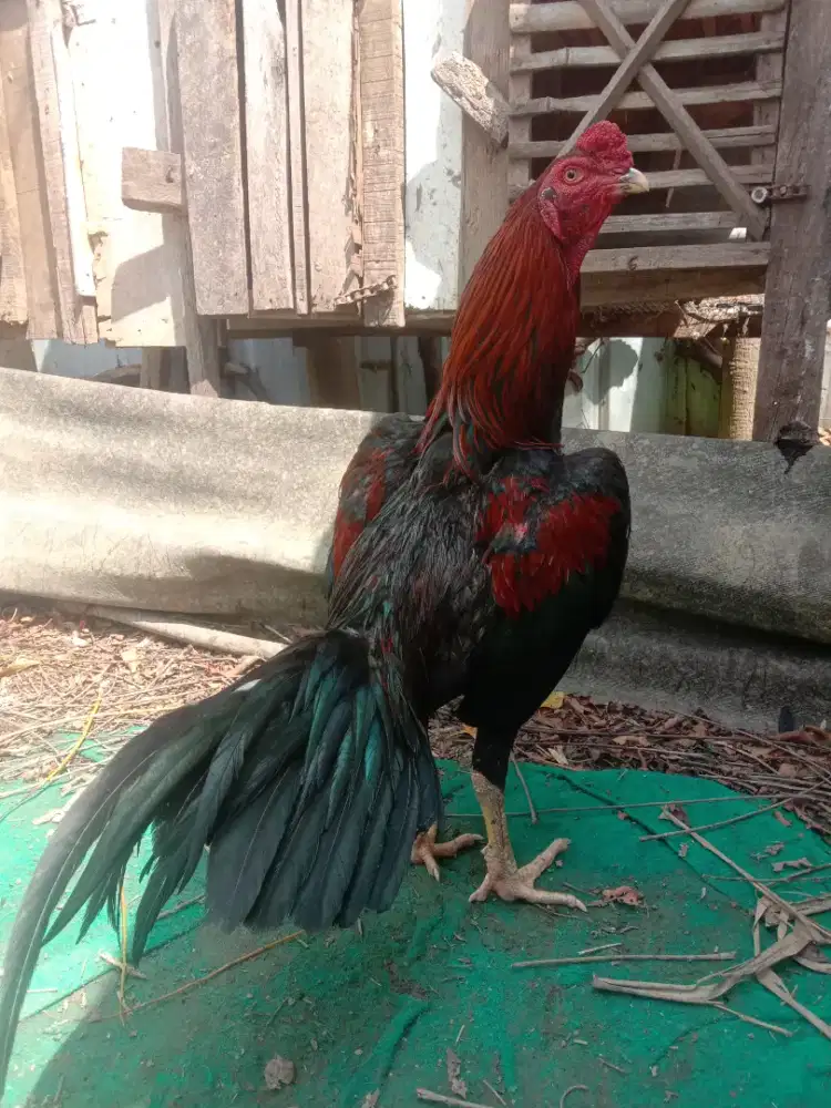 Jual ayam siam jantan