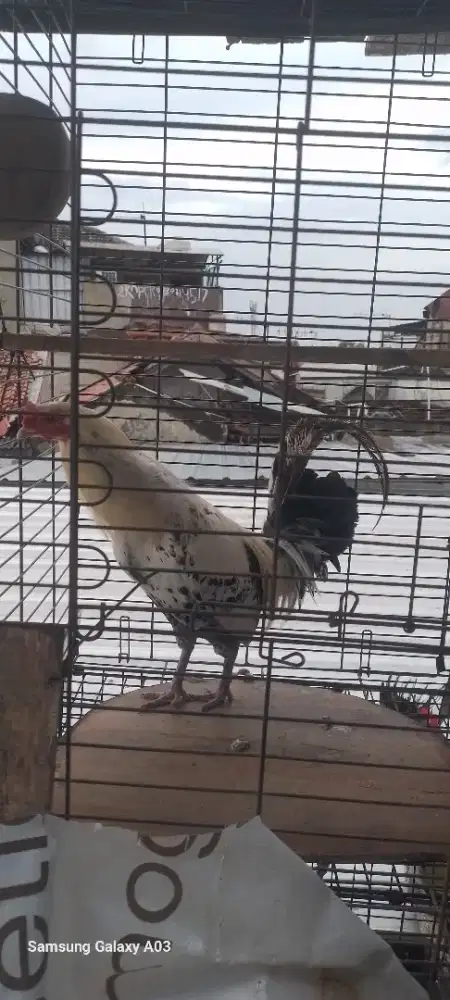 Ayam onagadori ekor panjang jantan