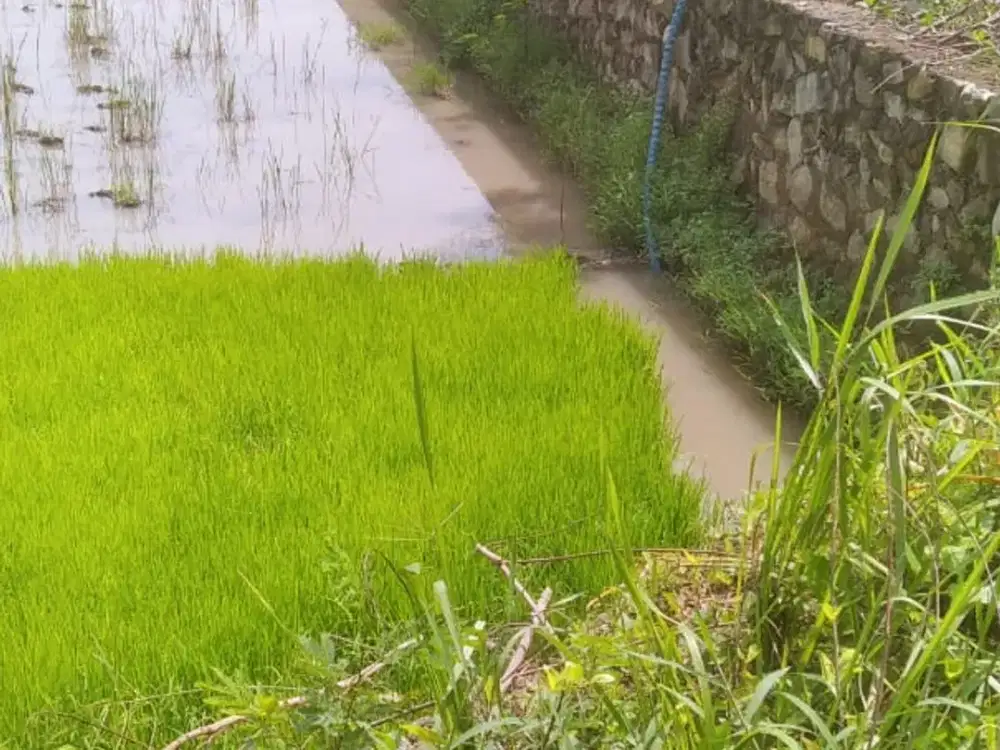 Tanah Jual dan Sewakan di Jalan Imogiri Timur Cocok untuk MBG