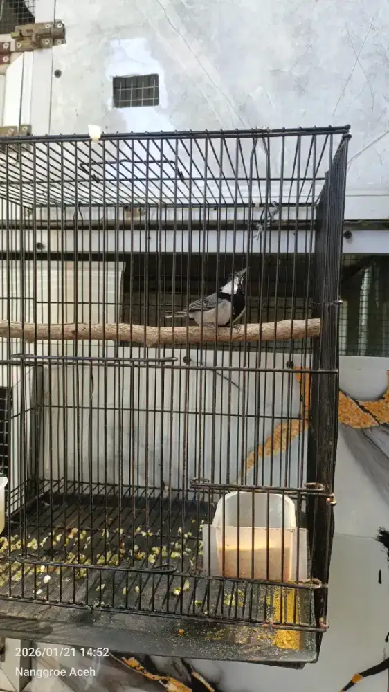 Gelatik batu cuit cuit