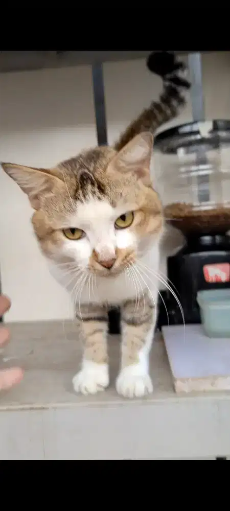 Kembang telon 3 warna calico  jantan, bsh mix 6bln langka